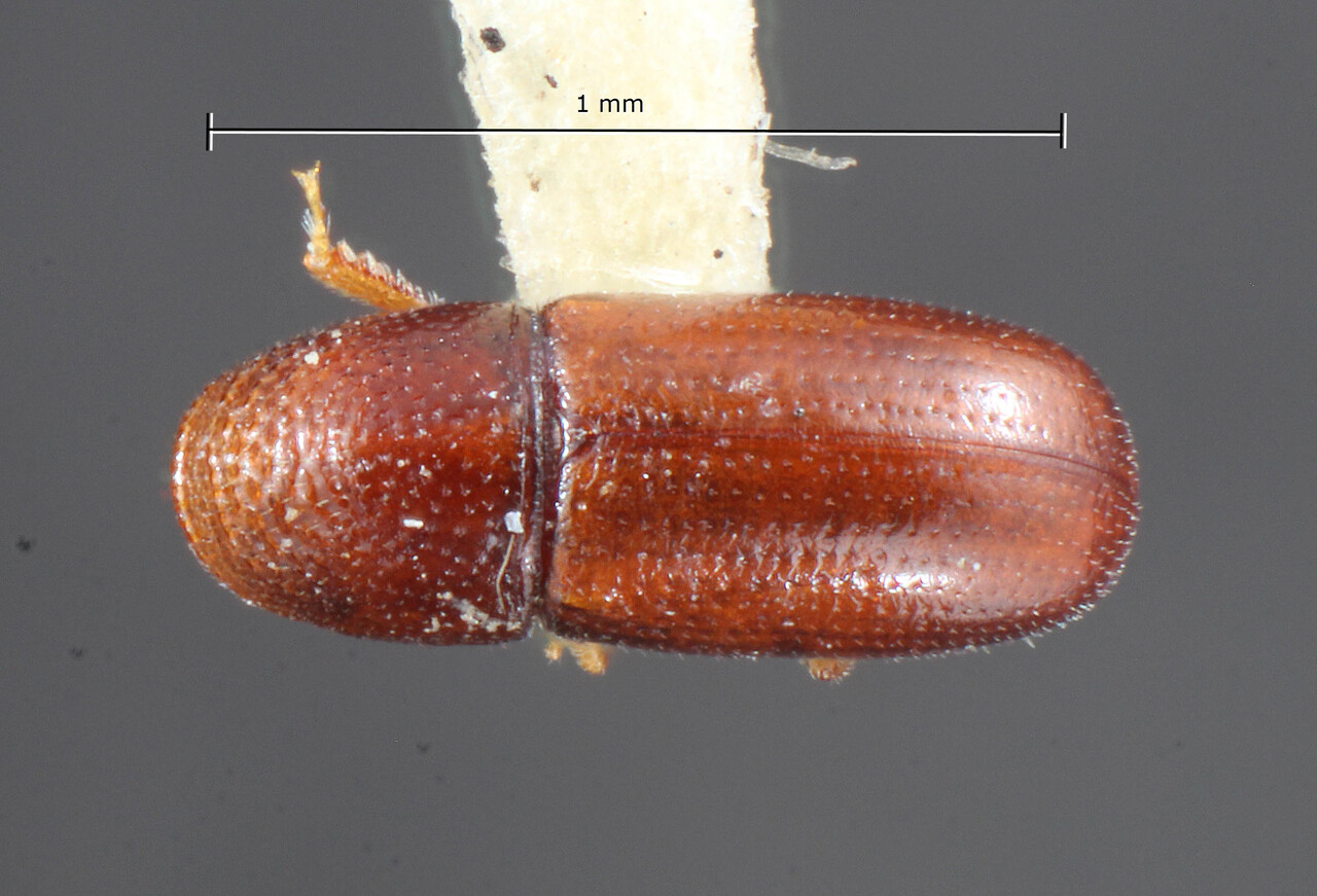 Genus / Species: Araptus schedli | Image Author: TH Atkinson | Location: México, Veracruz, Córdoba | Image Type: holotype | Collection: Entomology