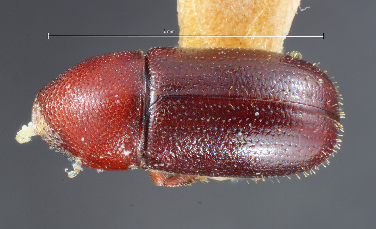 Genus / Species: Araptus mucunae | Image Author: TH Atkinson | Location: Perú, Junin, Perene River | Image Type: holotype | Collection: Entomology