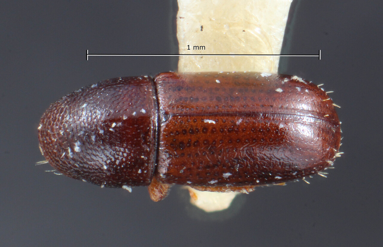 Genus / Species: Araptus teres | Image Author: TH Atkinson | Location: Panamá, Panamá, Paraiso | Image Type: holotype | Collection: Entomology