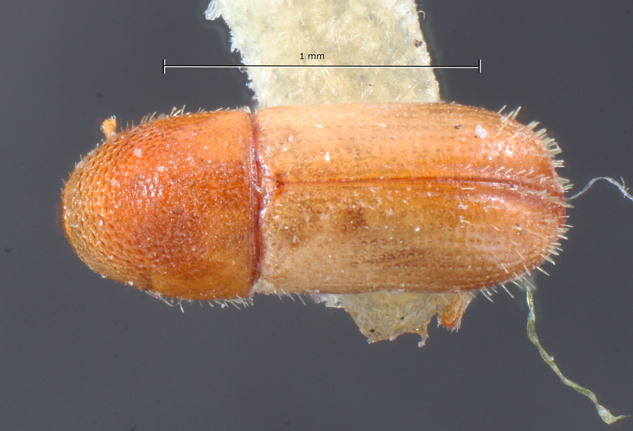 Genus / Species: Araptus pallidus | Image Author: TH Atkinson | Location: Cuba, Cienfuegos, Cayamas | Image Type: holotype | Collection: Entomology