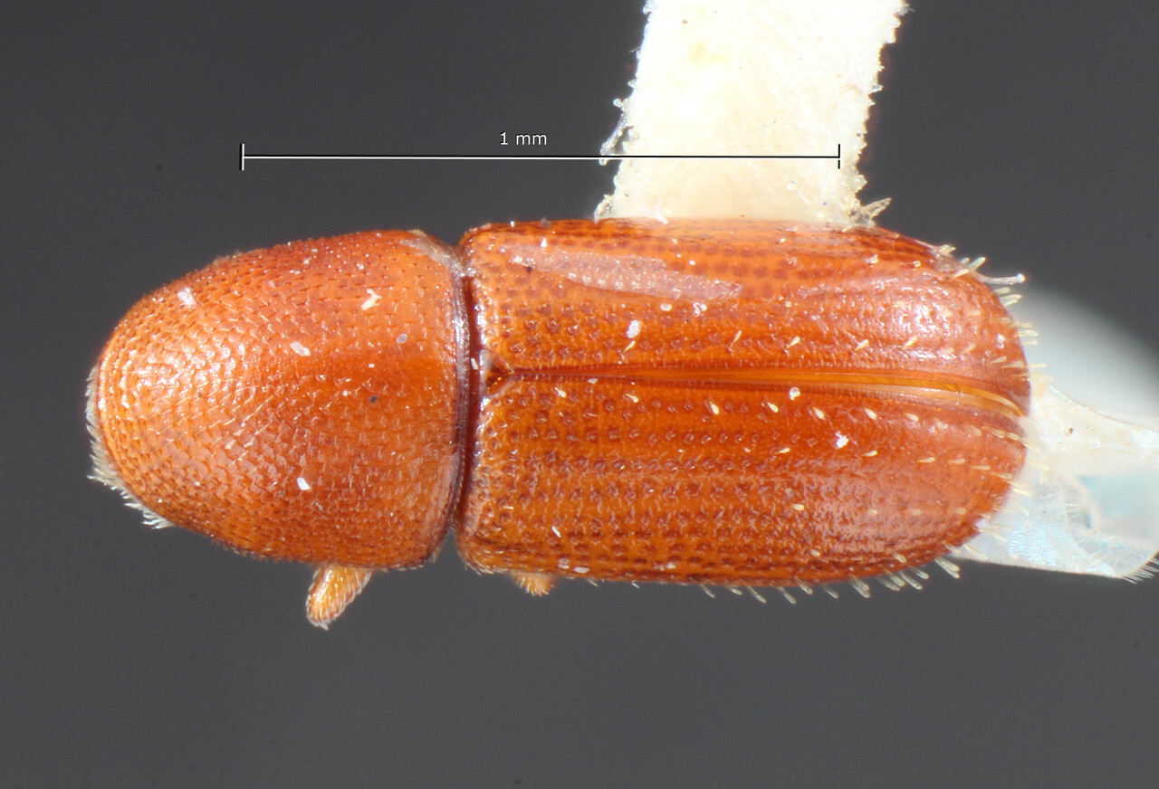 Genus / Species: Araptus caribaeus | Image Author: TH Atkinson | Location: Trinidad and Tobago, Trinidad, Port of Spain | Image Type: holotype | Collection: Entomology