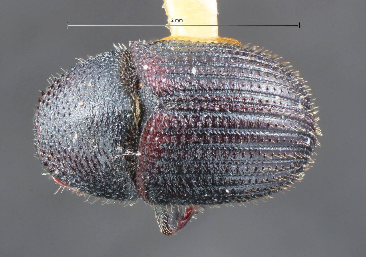 Genus / Species: Phloeotribus subovatus | Image Author: TH Atkinson | Location: Argentina, Jujuy, El Quemado | Image Type: holotype | Collection: Entomology
