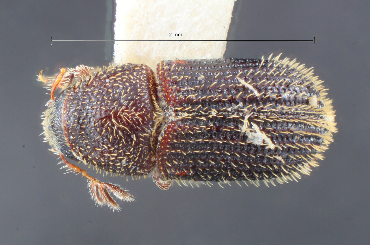 Genus / Species: Phloeotribus harringtoni | Image Author: TH Atkinson | Location: Argentina, Salta, Aguaray | Image Type: holotype | Collection: Entomology