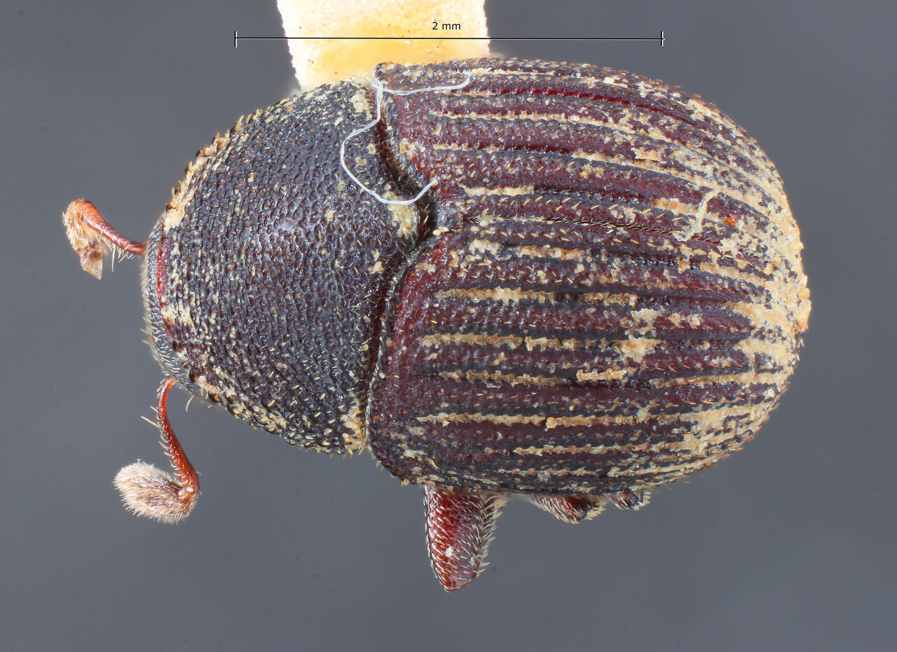 Genus / Species: Phloeotribus pilula | Image Author: TH Atkinson | Location: Brazil, Rôndonia, Río Madeira | Image Type: holotype | Collection: Entomology