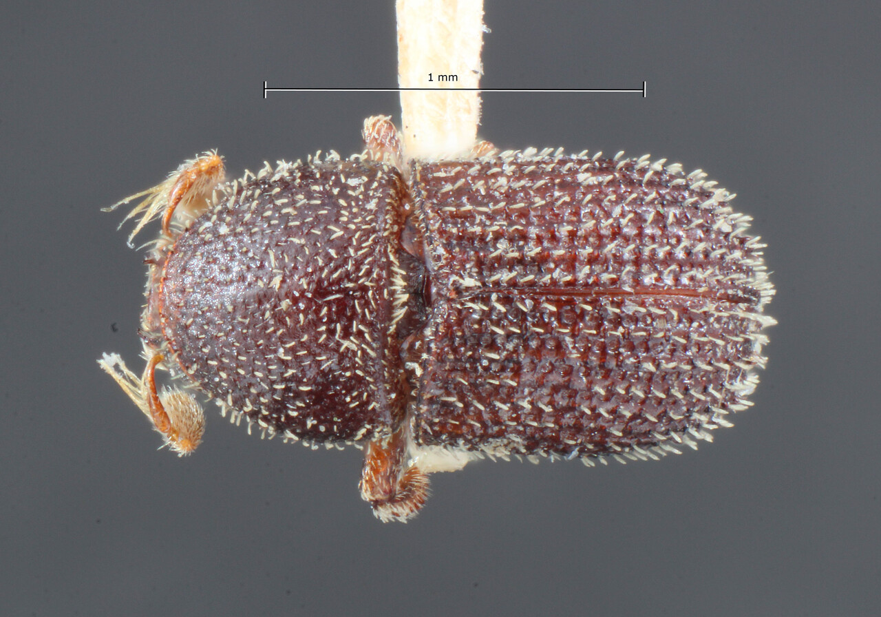 Genus / Species: Phloeotribus texanus | Image Author: TH Atkinson | Location: United States, Texas, Brownsville | Image Type: holotype | Collection: Entomology