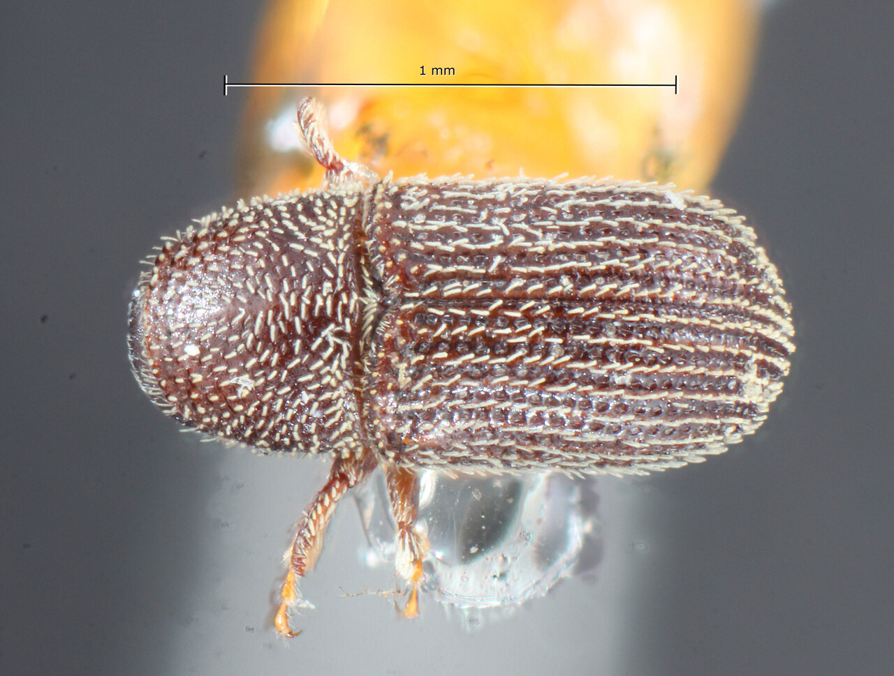 Genus / Species: Phloeotribus dentifrons | Image Author: TH Atkinson | Location: United States, Mississippi, Meridian | Image Type: holotype | Collection: Entomology