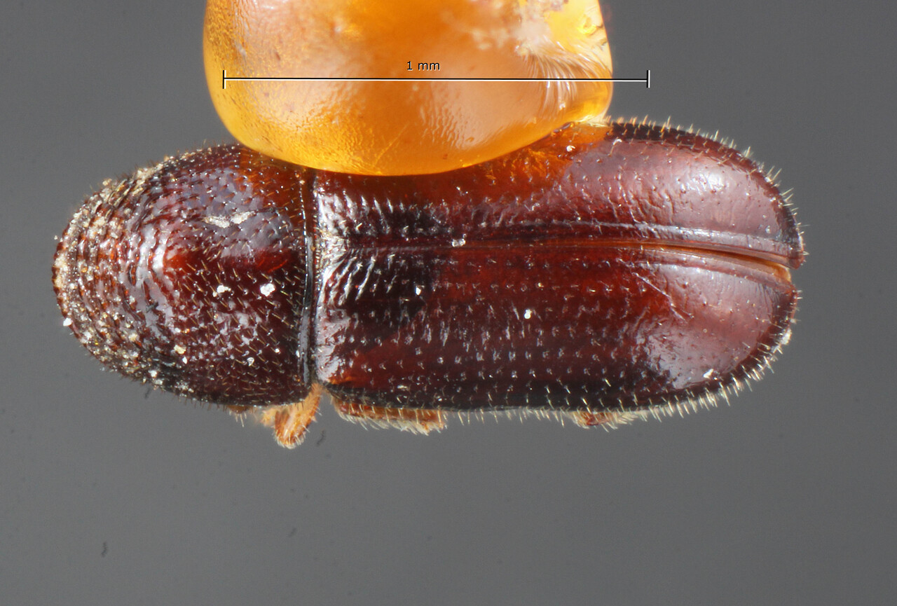 Genus / Species: Pityophthorus trepidus | Image Author: TH Atkinson | Location: United States, California, Ukiah | Image Type: holotype | Collection: Entomology