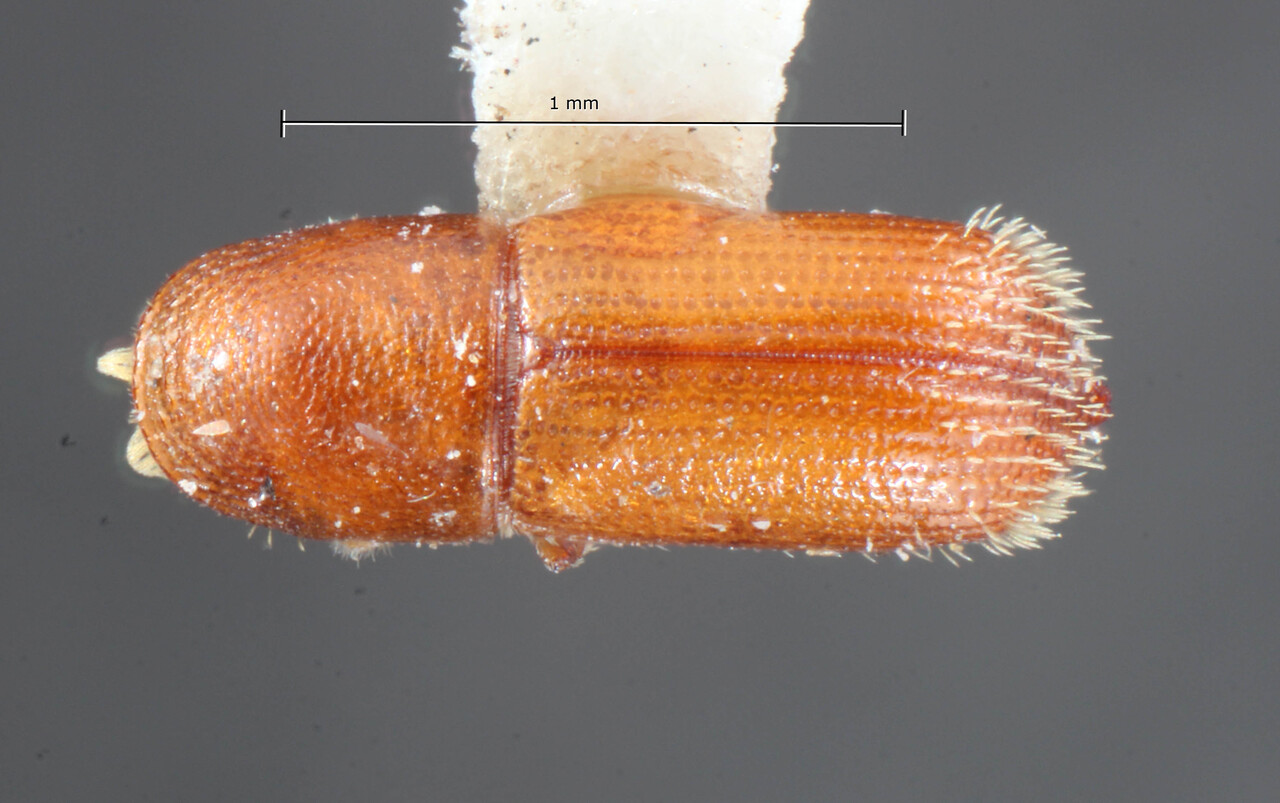 Genus / Species: Pityophthorus subcribratus | Image Author: TH Atkinson | Location: Panamá, Panamá, Rio Trinidad | Image Type: holotype | Collection: Entomology