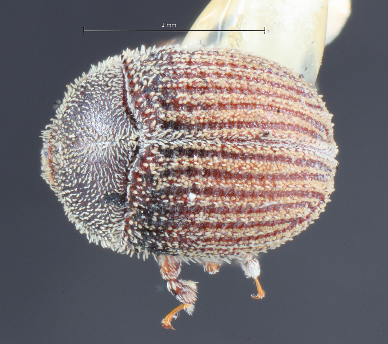 Genus / Species: Pseudochramesus costulatus | Image Author: TH Atkinson | Location: Bolivia, Route between Boyuibe and Charagua via Cueva | Image Type: holotype | Collection: Entomology