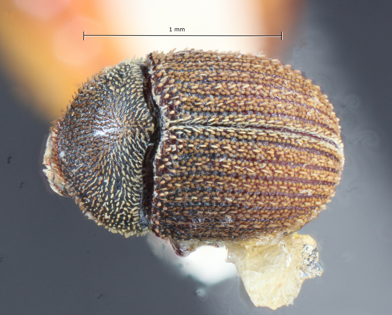 Genus / Species: Pseudochramesus harringtoni | Image Author: TH Atkinson | Location: Bolivia, Santa Cruz, Aguayo | Image Type: holotype | Collection: Entomology