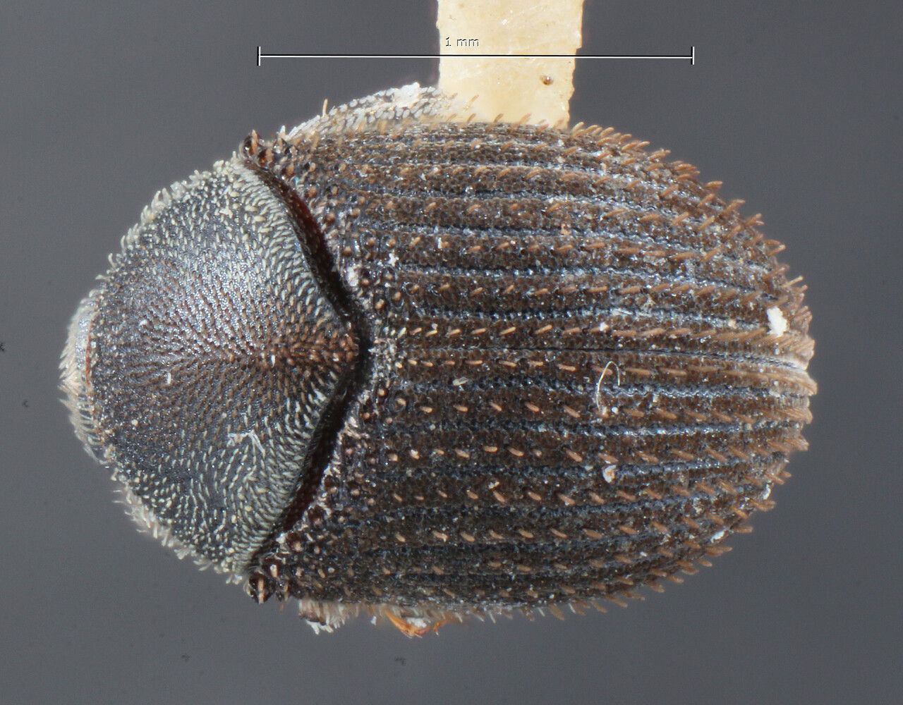 Genus / Species: Pseudochramesus manni | Image Author: TH Atkinson | Location: Bolivia, Beni, Riberalta | Image Type: holotype | Collection: Entomology