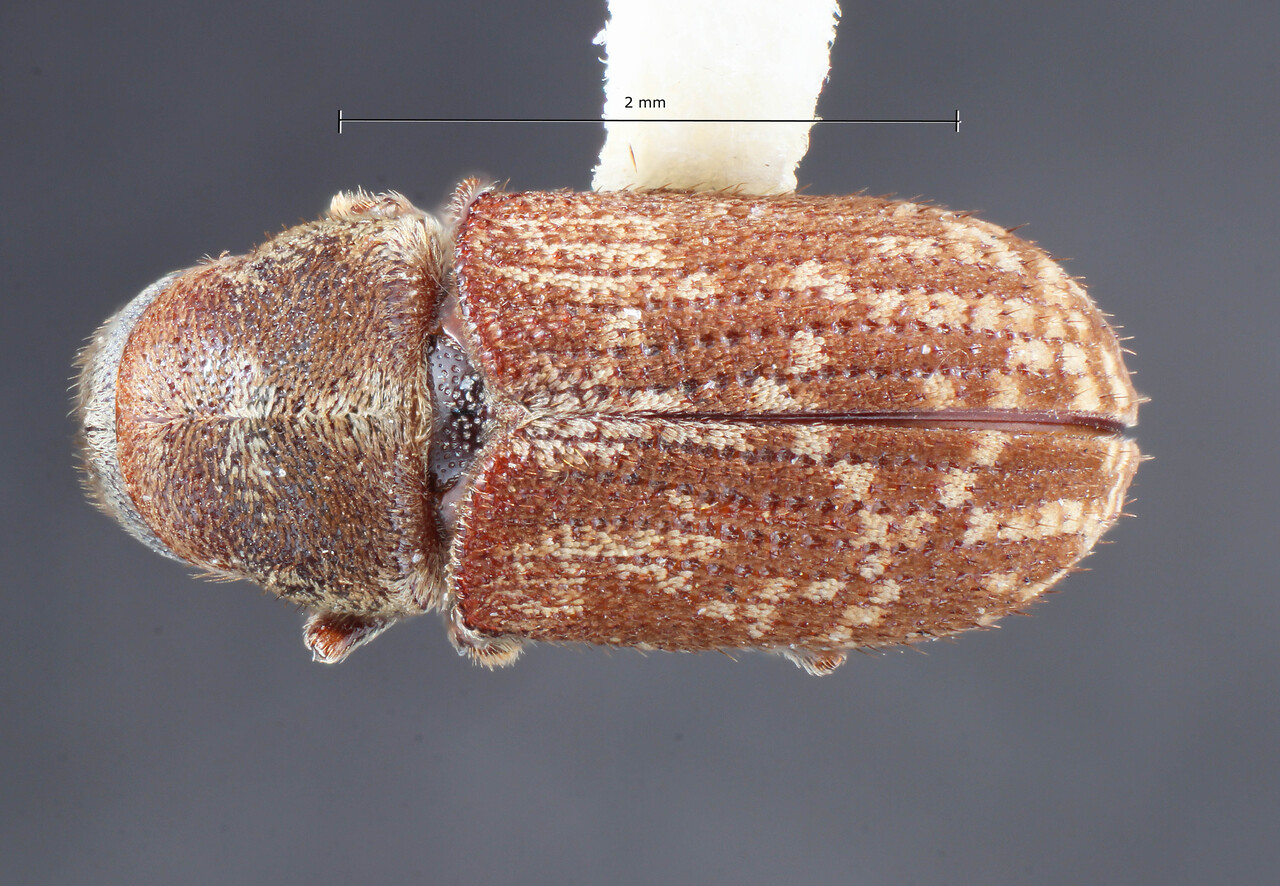 Genus / Species: Pseudohylesinus dispar dispar | Image Author: TH Atkinson | Location: United States, Oregon, Vernonia | Image Type: holotype | Collection: Entomology