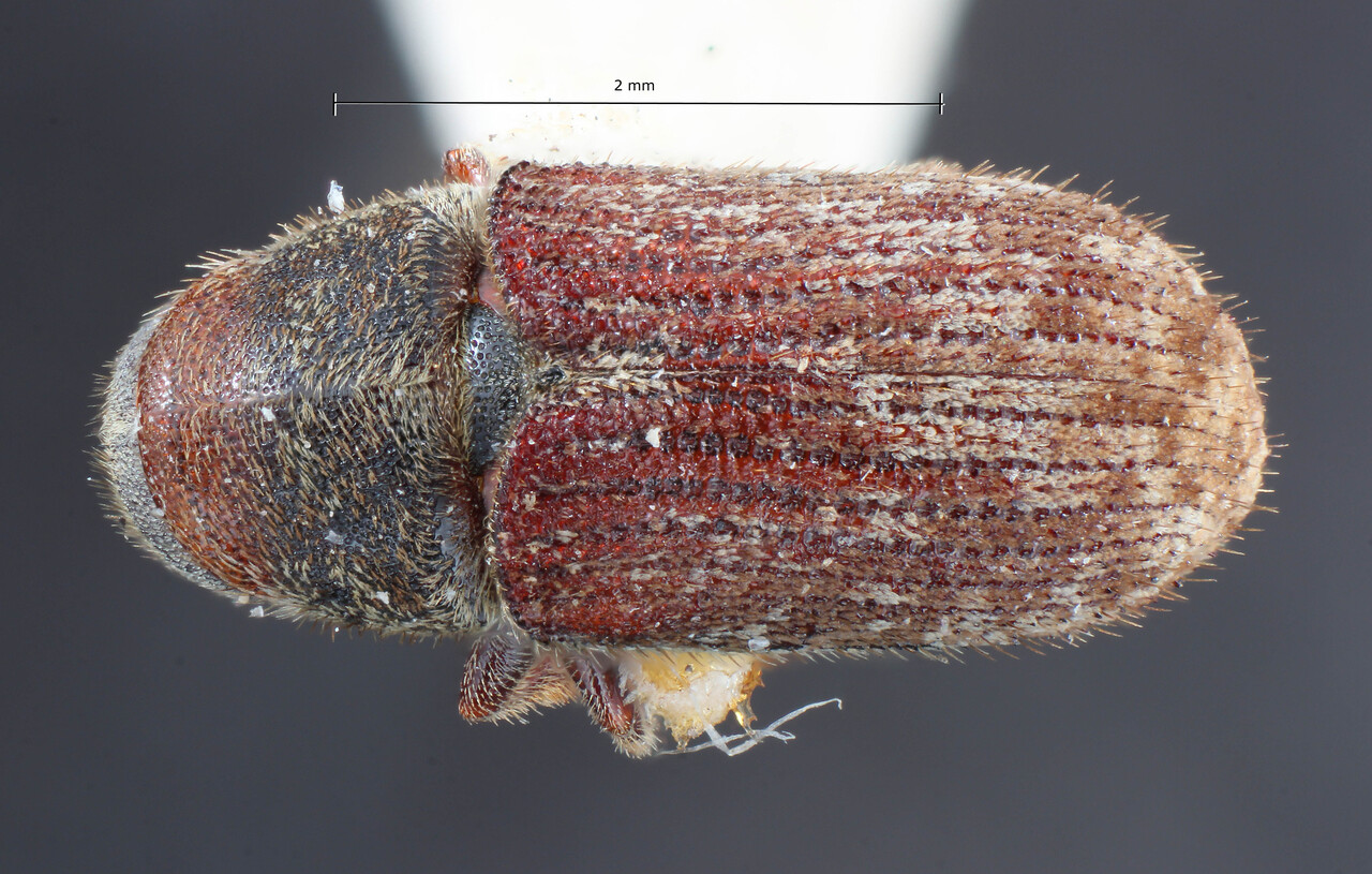 Genus / Species: Pseudohylesinus maculosus | Image Author: TH Atkinson | Location: United States, Arizona, Chiricahua Mtns. | Image Type: holotype | Collection: Entomology