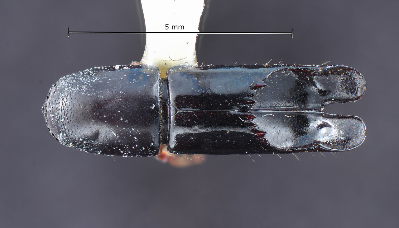 Genus / Species: Amphicranus schaufussi | Image Author: TH Atkinson | Location: Venezuela, Aragua, Pittier Natl. Pk., Rancho Grande | Collection: Entomology