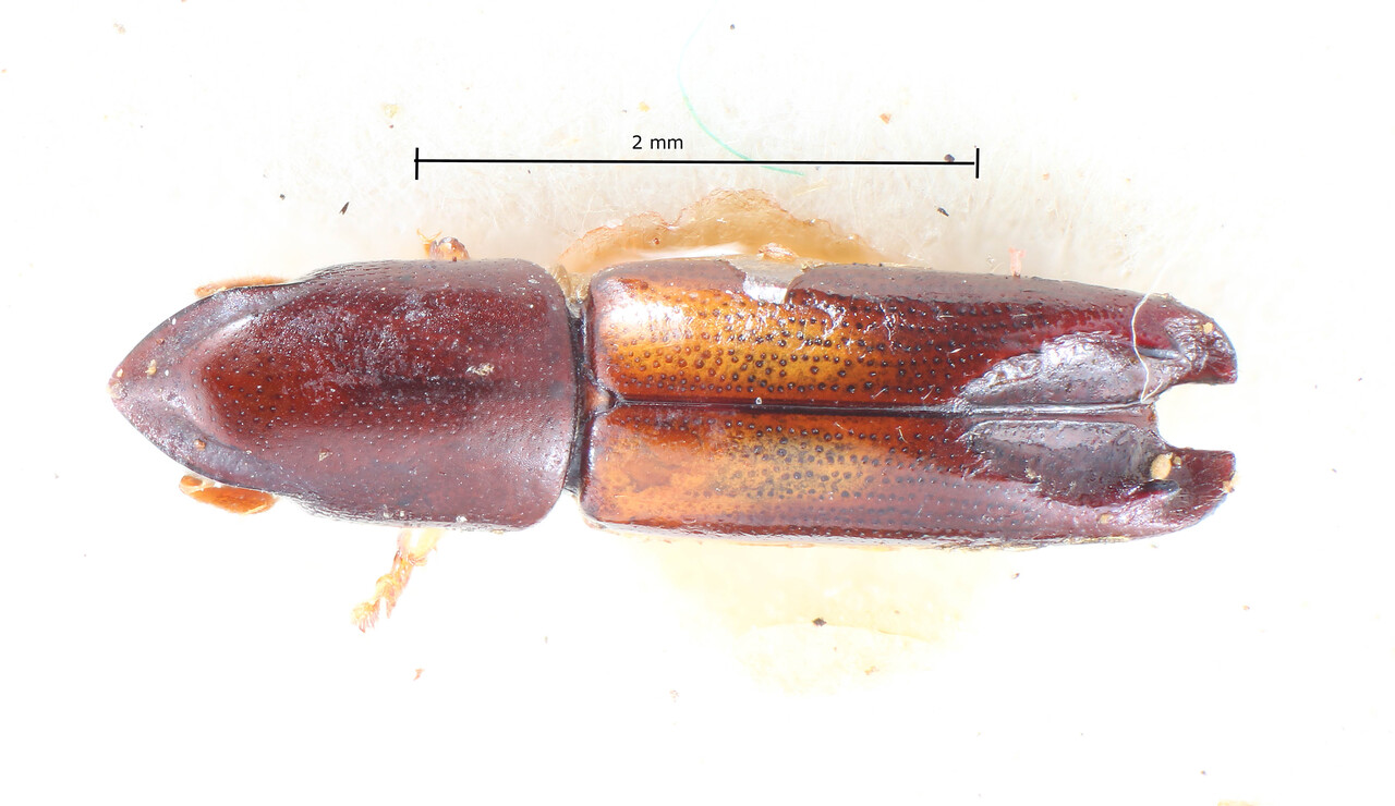 Genus / Species: Amphicranus spinachius | Image Author: TH Atkinson | Location: Brazil, Santa Catarina, Nova Teutonia | Image Type: paratype | Collection: Entomology