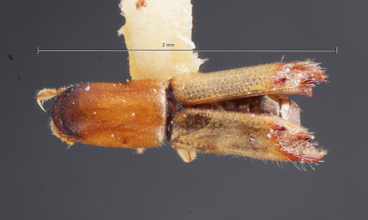 Genus / Species: Amphicranus stenodermus | Image Author: TH Atkinson | Location: México, Nayarit, Tepic, 6 km W | Collection: Entomology