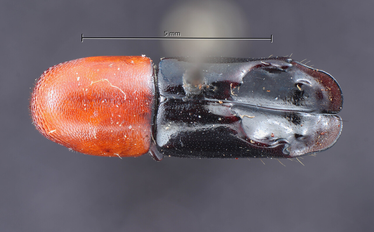 Genus / Species: <i>Amphicranus thoracicus</i> | Image Author: TH Atkinson | Location: Brazil, Rio de Janeiro, Rio de Janeiro | Collection: Entomology