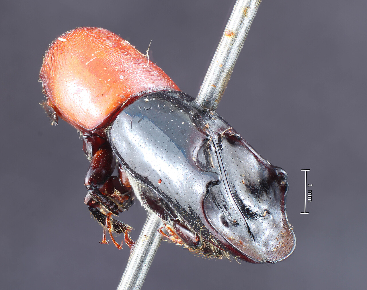 Genus / Species: <i>Amphicranus thoracicus</i> | Image Author: TH Atkinson | Location: Brazil, Rio de Janeiro, Rio de Janeiro | Collection: Entomology