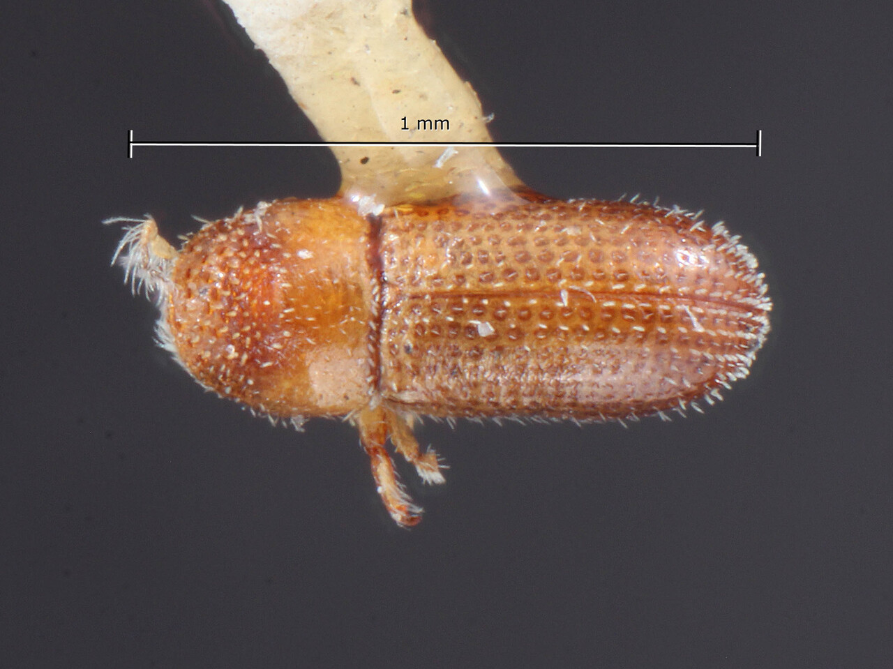 Genus / Species: Pseudothysanoes acaciae | Image Author: TH Atkinson | Location: United States, Texas, Brownsville | Image Type: holotype | Collection: Entomology