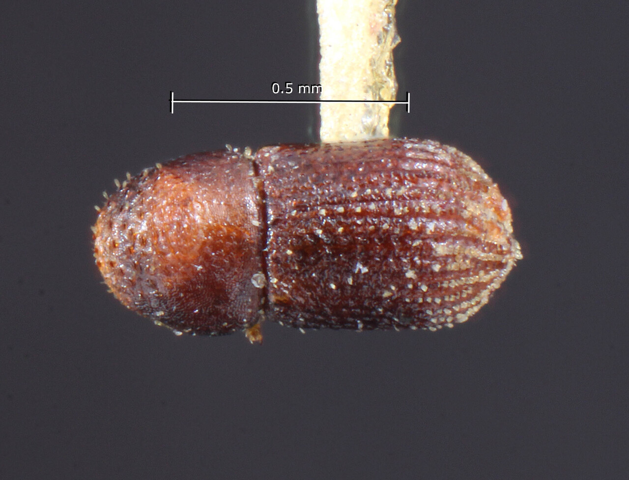 Genus / Species: Pseudothysanoes colombianus | Image Author: TH Atkinson | Location: Colombia, Santander, San Vicente | Image Type: holotype | Collection: Entomology