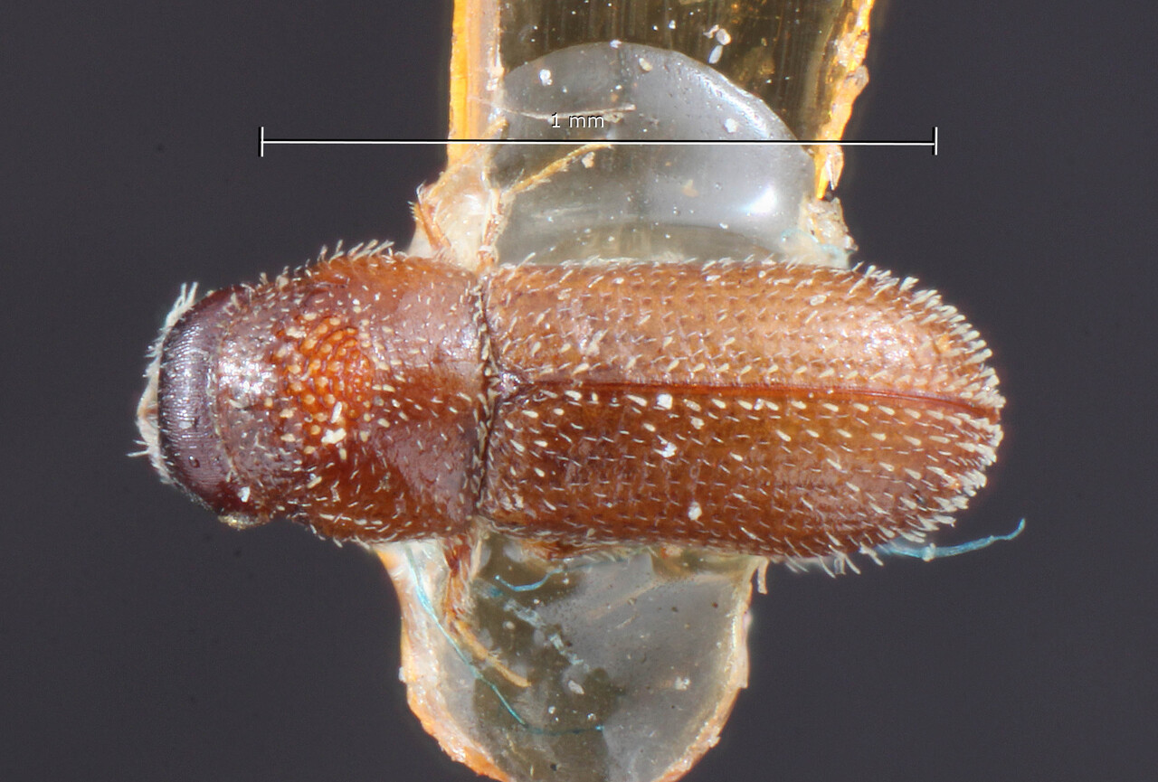 Genus / Species: Pseudothysanoes dislocatus | Image Author: TH Atkinson | Location: United States, Mississippi, Agricultural College | Image Type: lectotype | Collection: Entomology