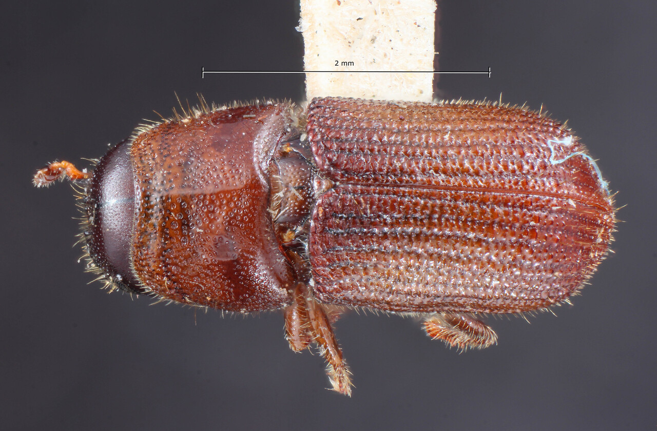 Genus / Species: Dendroctonus frontalis | Image Author: TH Atkinson | Location: United States, Arizona, Williams | Image Type: holotype | Collection: Entomology