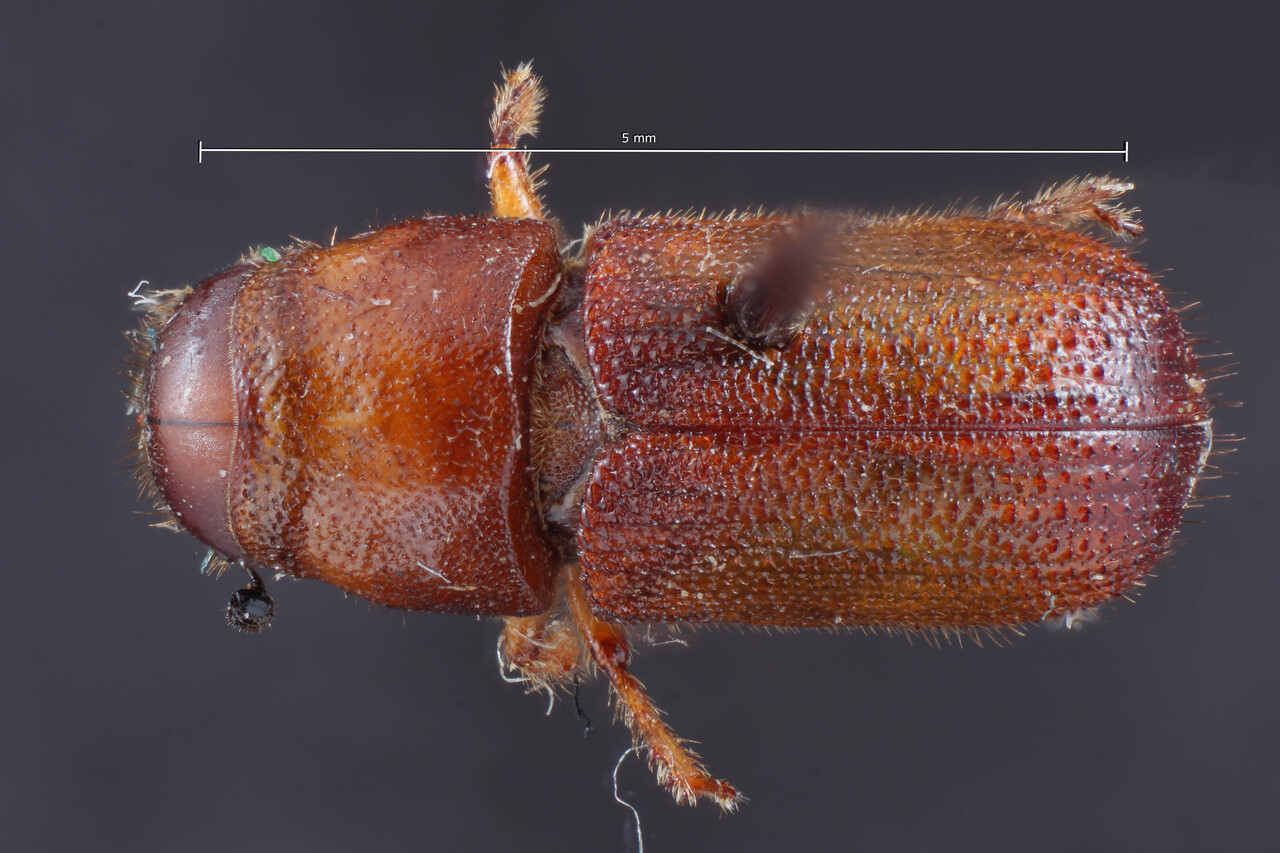 Genus / Species: Dendroctonus adjunctus | Image Author: TH Atkinson | Location: United States, Arizona, Williams | Image Type: holotype | Collection: Entomology