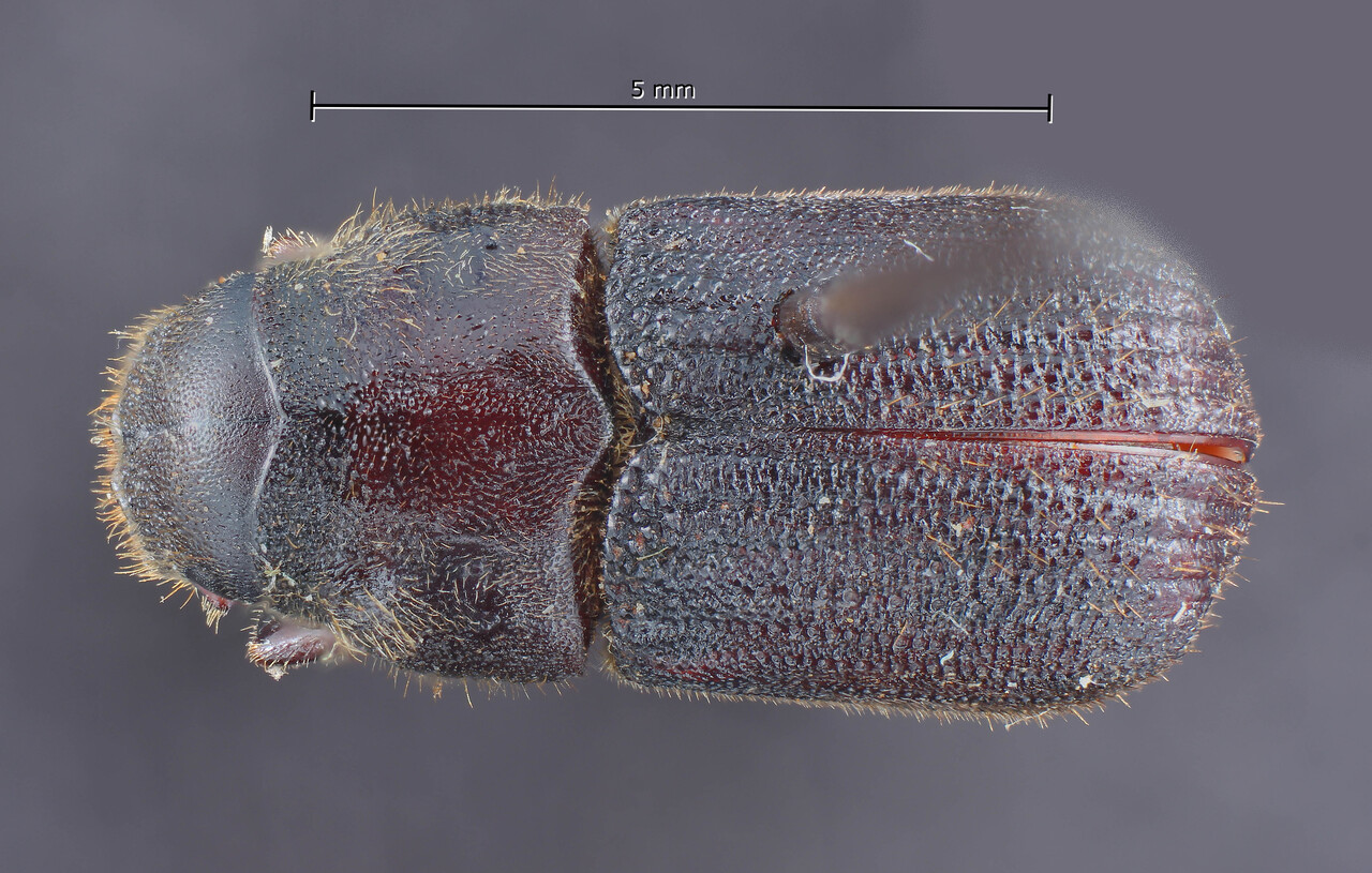 Genus / Species: Dendroctonus jeffreyi | Image Author: TH Atkinson | Location: United States, California, Yosemite N.P.  | Image Type: holotype | Collection: Entomology