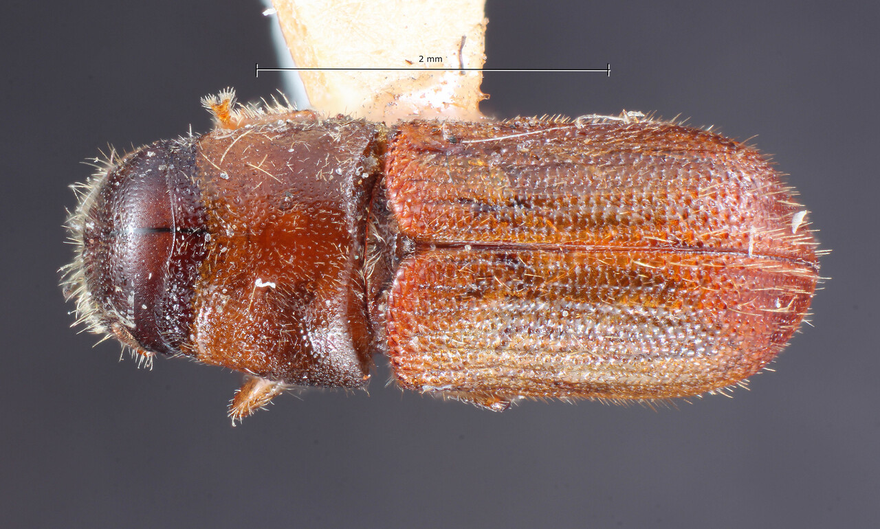 Genus / Species: Dendroctonus mexicanus | Image Author: TH Atkinson | Location: México, México, Amecameca | Image Type: lectotype | Collection: Entomology
