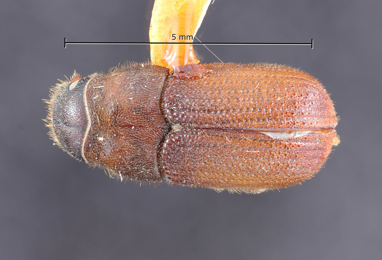 Genus / Species: Dendroctonus ponderosae | Image Author: TH Atkinson | Location: United States, Idaho, Kootenai | Image Type: lectotype | Collection: Entomology
