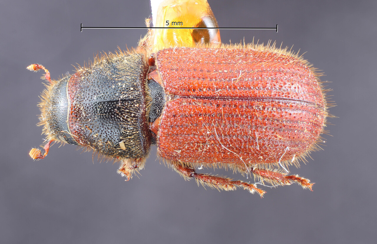 Genus / Species: Dendroctonus murrayanae | Image Author: TH Atkinson | Location: United States, Wyoming, Keystone | Image Type: holotype | Collection: Entomology