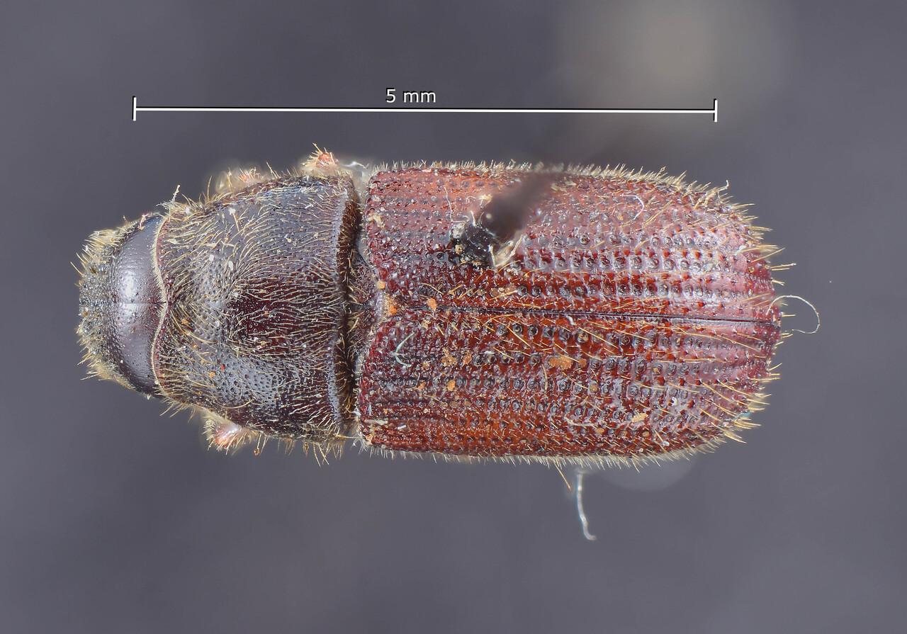 Genus / Species: Dendroctonus pseudotsugae pseudotsugae | Image Author: TH Atkinson | Location: United States, Oregon, Grants Pass | Image Type: holotype | Collection: Entomology