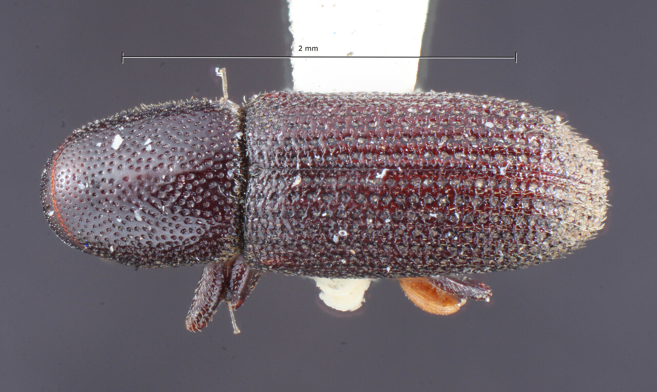 Genus / Species: Hylastes fulgidus | Image Author: TH Atkinson | Location: United States, New Mexico, Las Vegas Hot Springs | Image Type: holotype | Collection: Entomology
