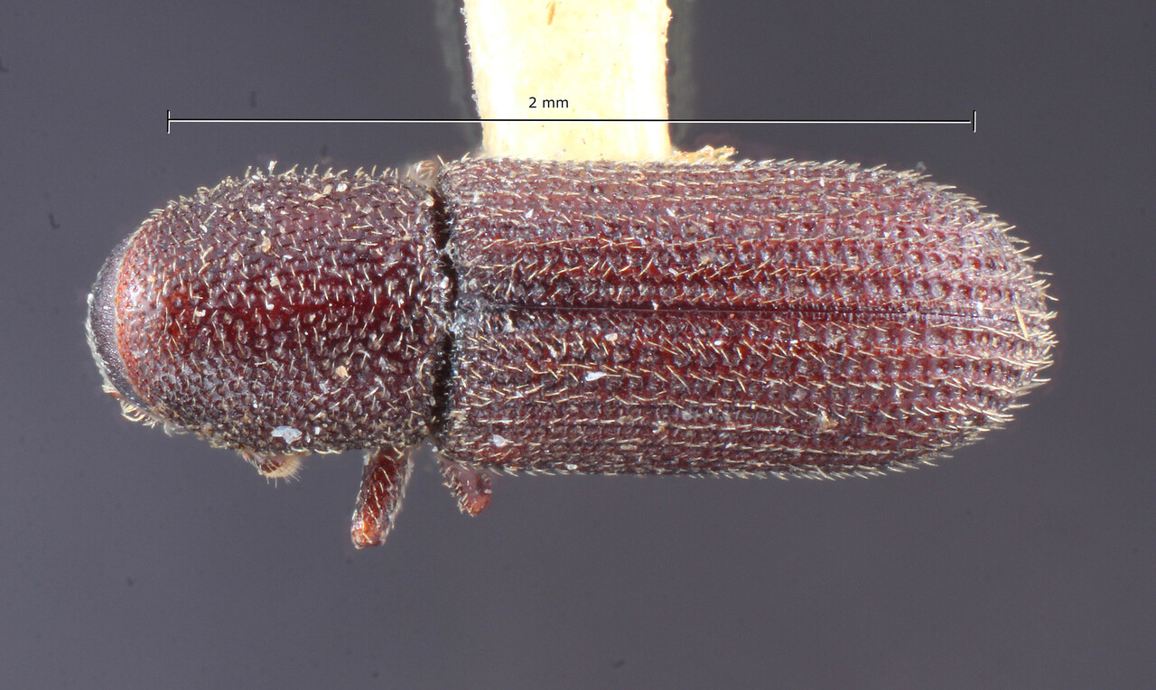 Genus / Species: Hylastes tenuis | Image Author: TH Atkinson | Location: United States, Nevada, Lake Tahoe | Image Type: holotype | Collection: Entomology