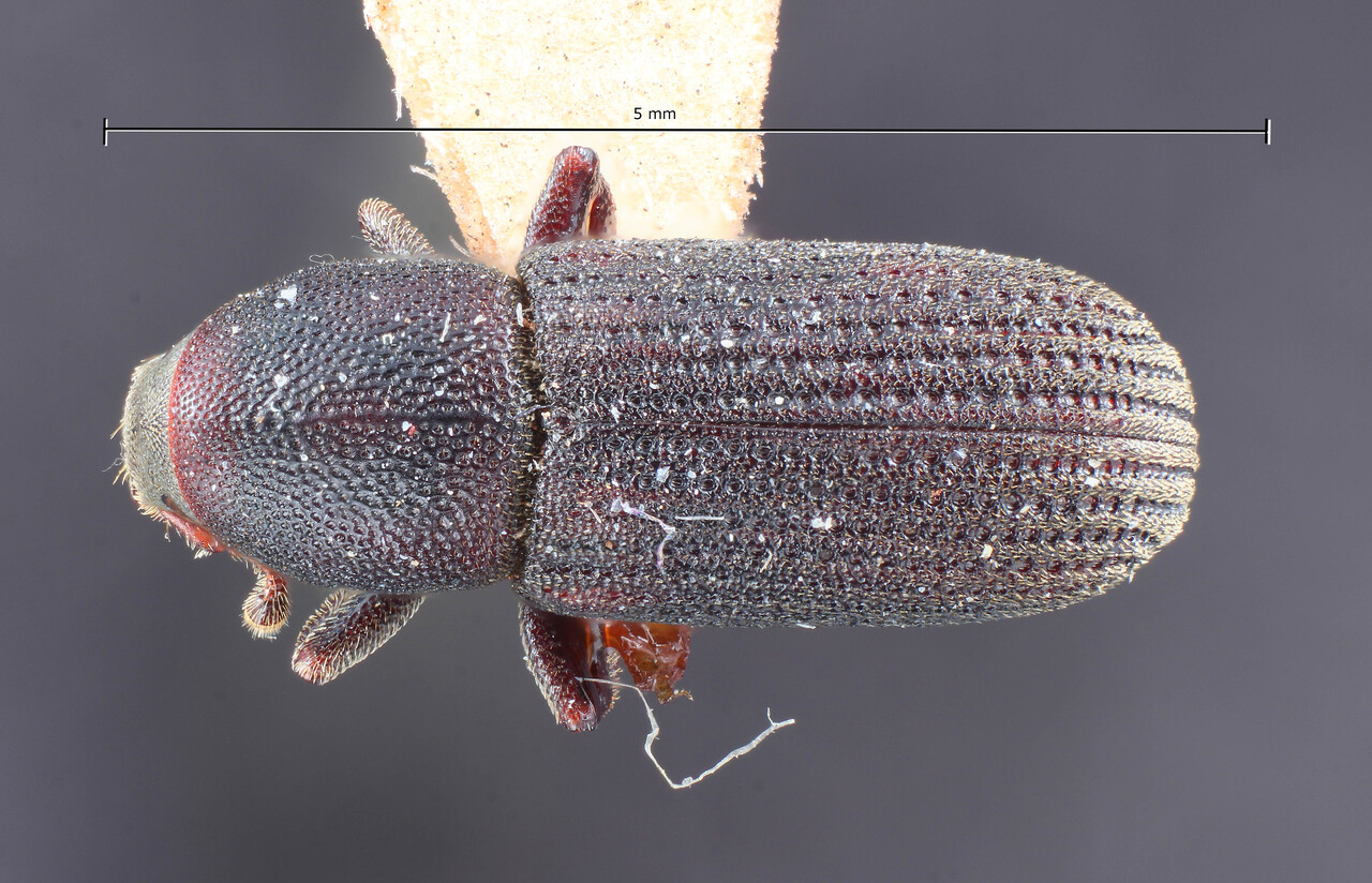 Genus / Species: Hylastes subopacus | Image Author: TH Atkinson | Location: United States, New Mexico, Capitan Mtns. | Image Type: holotype | Collection: Entomology