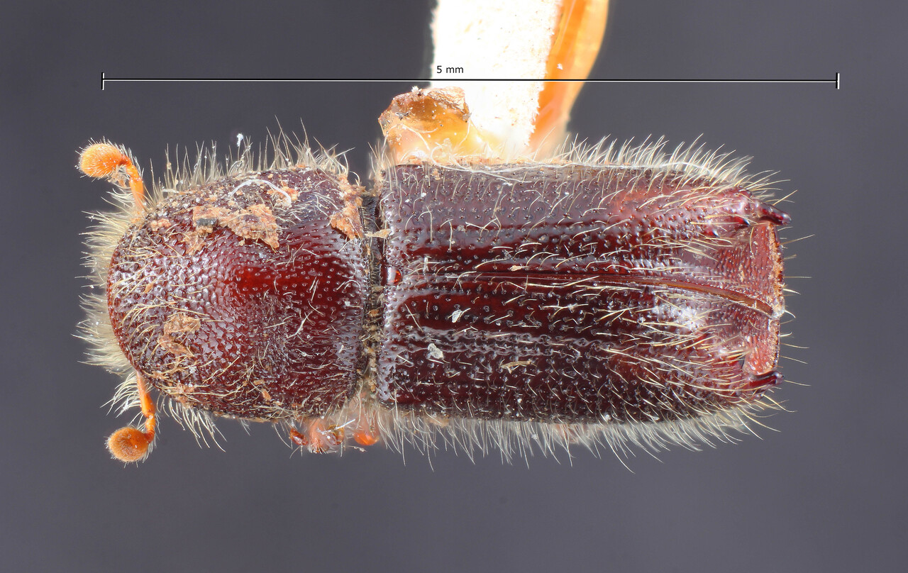 Genus / Species: Pseudips radiatae | Image Author: TH Atkinson | Location: United States, California, Berkeley | Image Type: holotype | Collection: Entomology