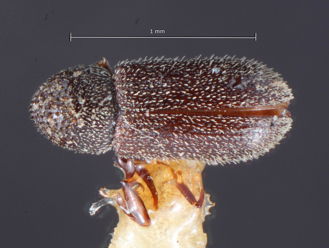 Genus / Species: Procryphalus utahensis | Image Author: TH Atkinson | Location: United States, Oregon, Albany | Image Type: holotype | Collection: Entomology