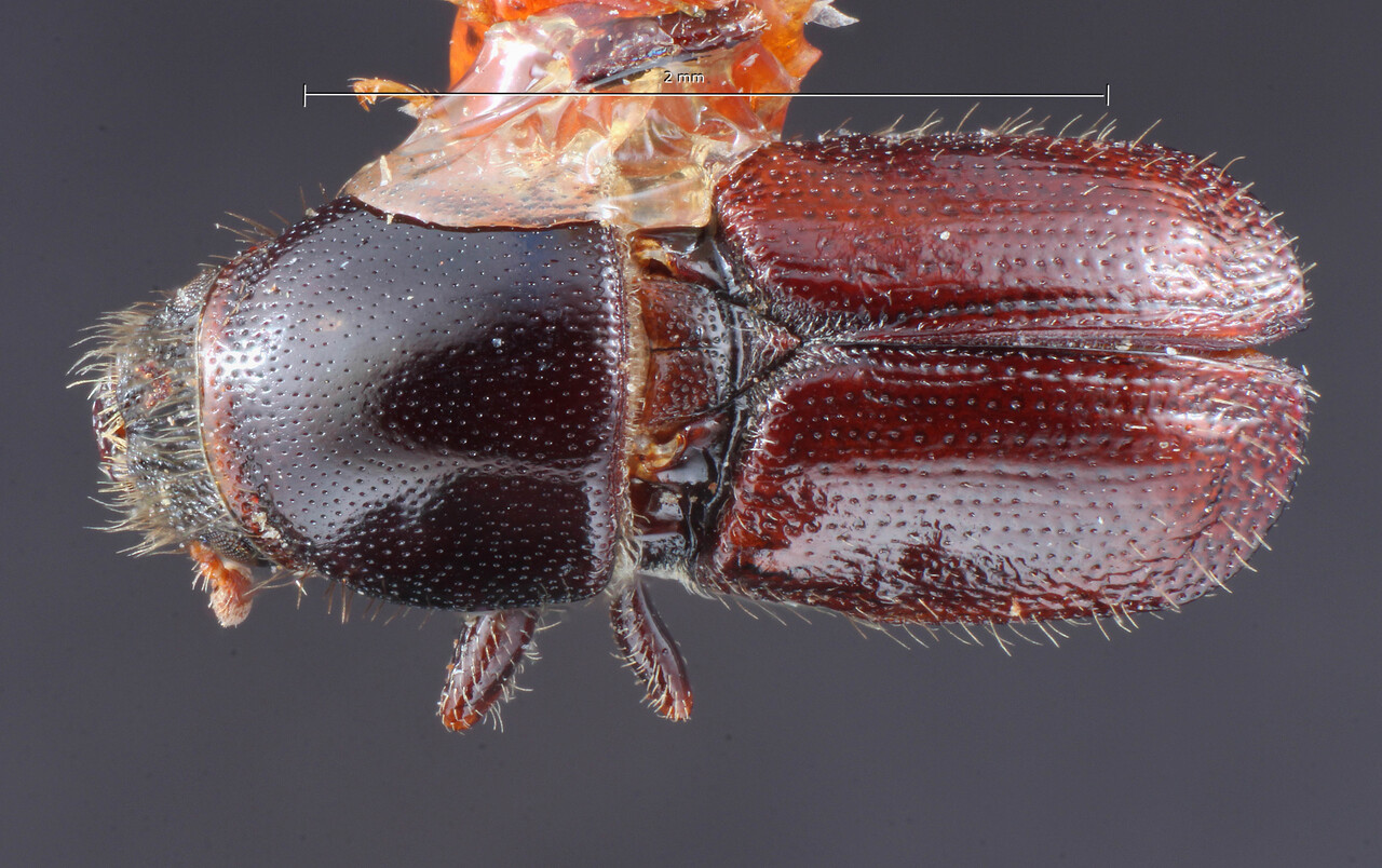 Genus / Species: Scolytus fiskei | Image Author: TH Atkinson | Location: United States, New Mexico, Capitan Mtns. | Image Type: holotype | Collection: Entomology