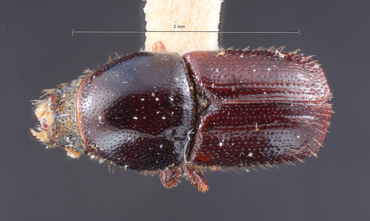 Genus / Species: Scolytus laricis | Image Author: TH Atkinson | Location: United States, Idaho, Moscow | Image Type: holotype | Collection: Entomology