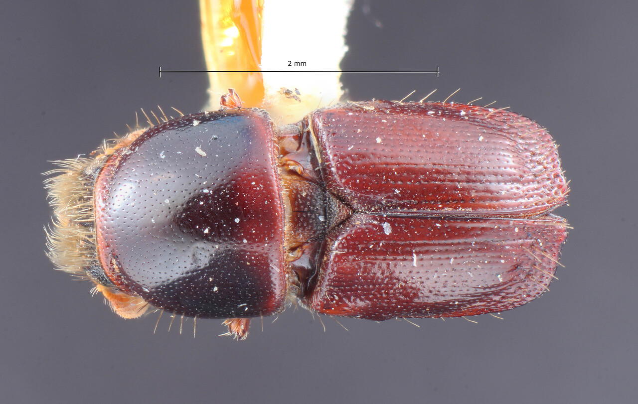 Genus / Species: Scolytus oregoni | Image Author: TH Atkinson | Location: United States, Oregon, Ashland | Image Type: holotype | Collection: Entomology