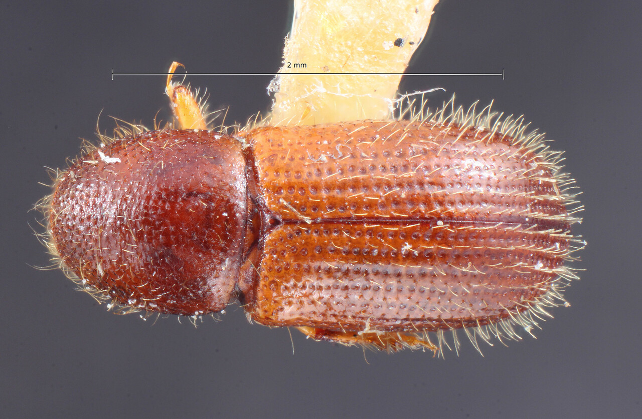 Genus / Species: Coccotrypes rhizophorae | Image Author: TH Atkinson | Location: United States, Florida, Miami | Image Type: holotype | Collection: Entomology