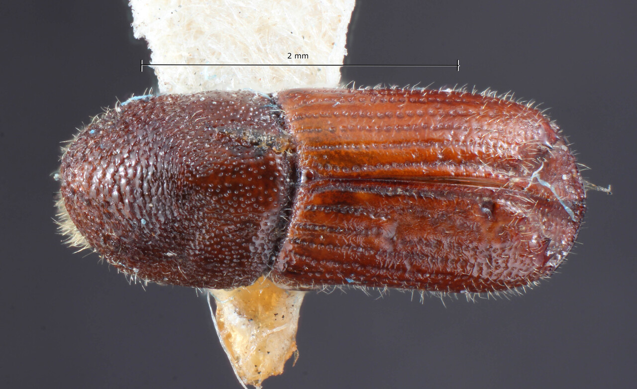 Genus / Species: Ips bonanseai | Image Author: TH Atkinson | Location: México, Distrito Federal, Tacubaya | Image Type: holotype | Collection: Entomology