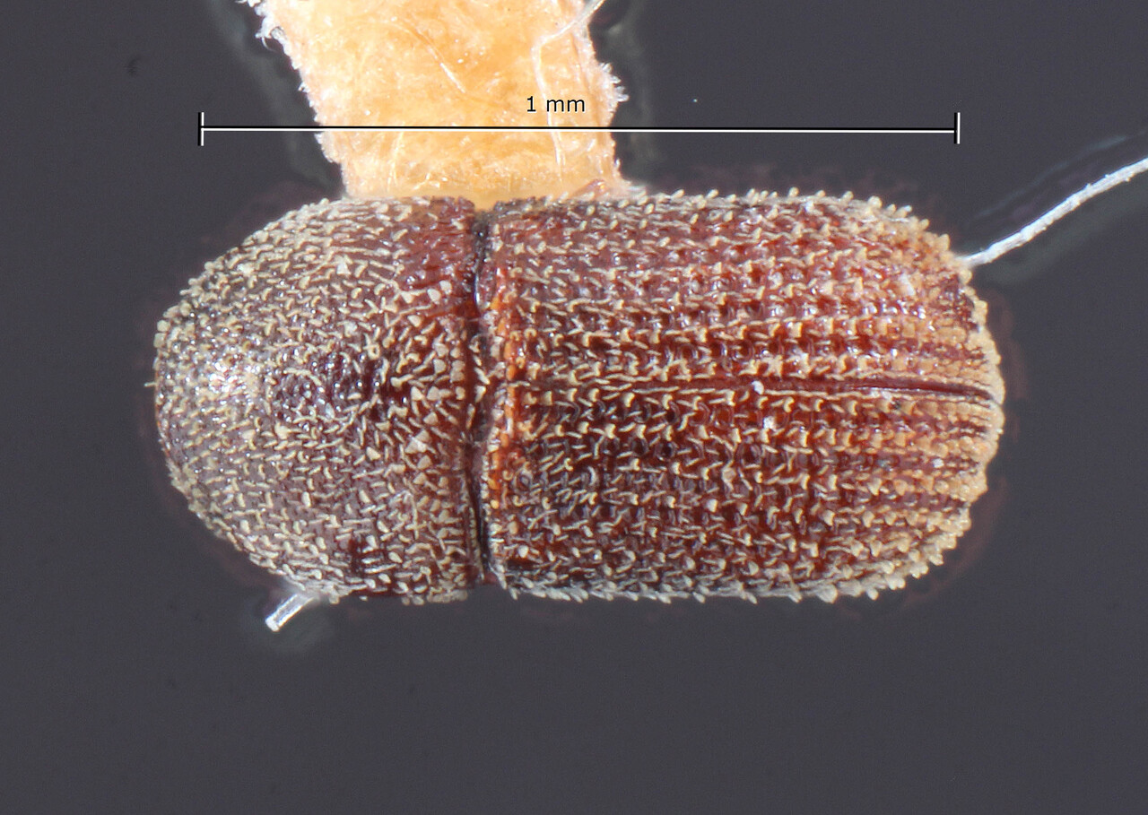 Genus / Species: Trypanophellos necopinus | Image Author: TH Atkinson | Location: Cuba, Cienfuegos, Cayamas | Image Type: holotype | Collection: Entomology