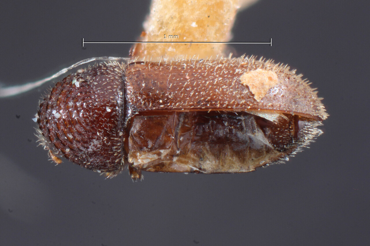 Genus / Species: Trypophloeus salicis | Image Author: TH Atkinson | Location: United States, California, Del Monte | Image Type: holotype | Collection: Entomology