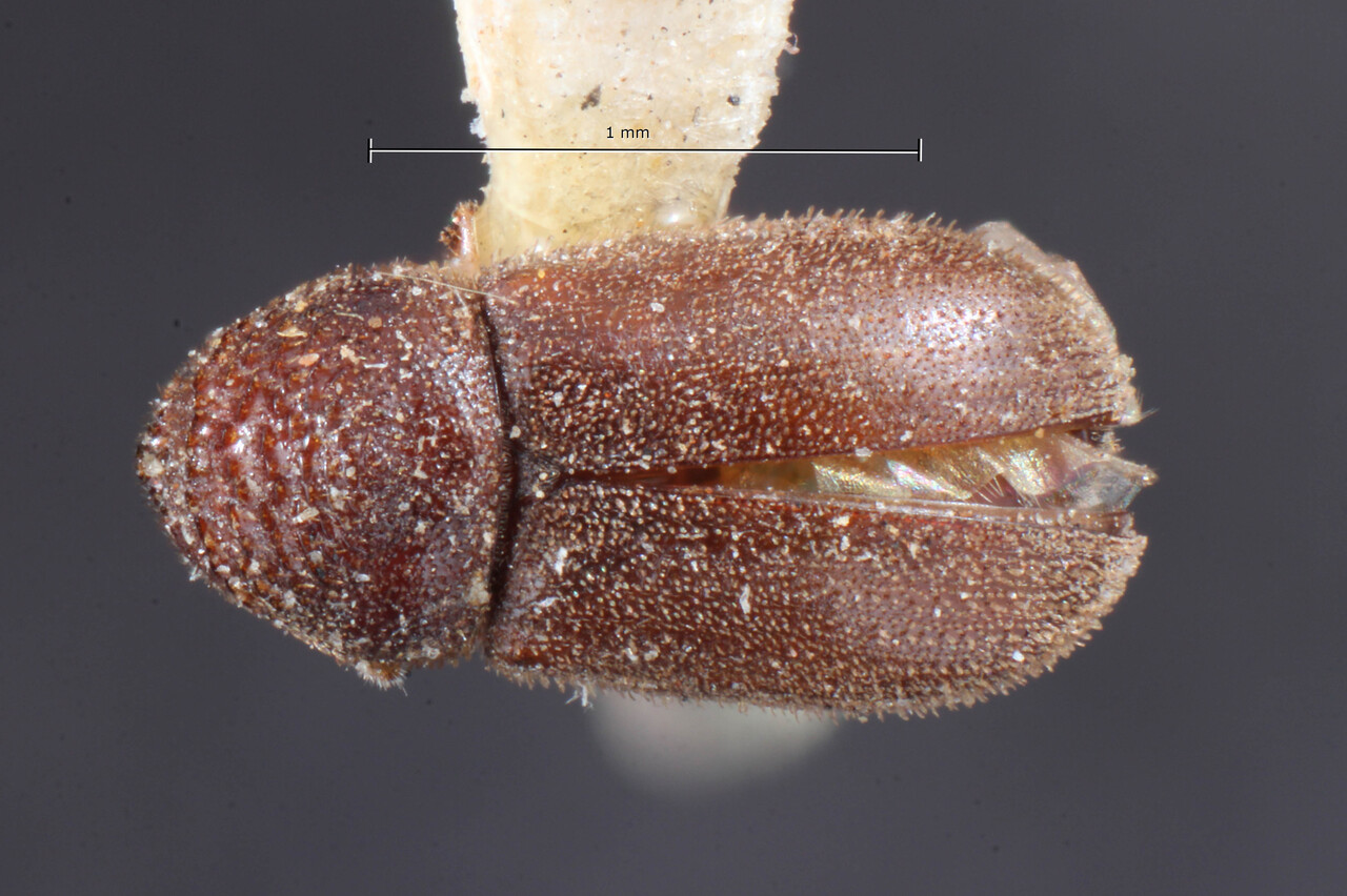 Genus / Species: Trypophloeus populi | Image Author: TH Atkinson | Location: United States, Arizona, Williams | Image Type: holotype | Collection: Entomology