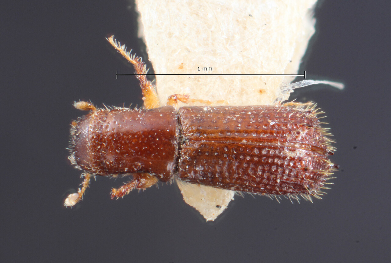 Genus / Species: Craniodicticus minor | Image Author: TH Atkinson | Location: India, 'Coorg. Mercara' | Image Type: holotype | Collection: Entomology