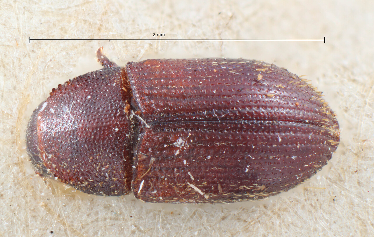 Genus / Species: Hylesinopsis fasciata | Image Author: TH Atkinson | Location: Zaire, 'Congo Belge' | Image Type: holotype | Collection: Entomology