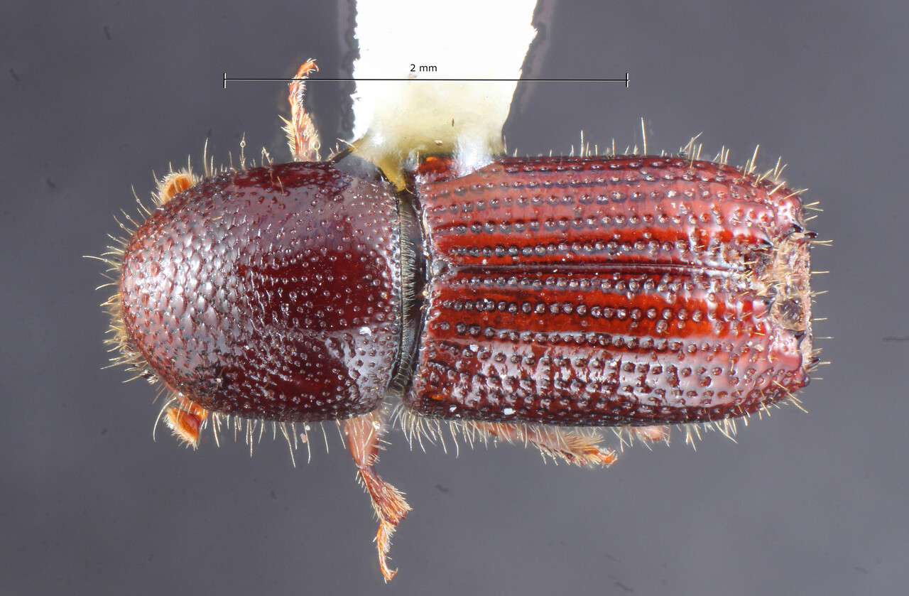 Genus / Species: Orthotomicus laricis | Image Author: TH Atkinson | Location: Russia, Central European Territorry, Moscow | Collection: Entomology