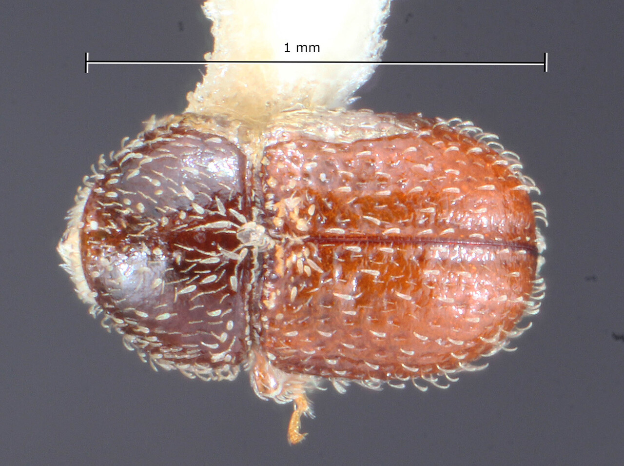 Genus / Species: Afrotrypetus euphorbiae | Image Author: TH Atkinson | Location: Republic of South Africa, Stellenbosch | Image Type: holotype | Collection: Entomology