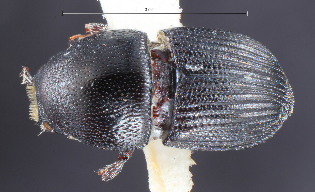 Genus / Species: Ceratolepis boliviae | Image Author: TH Atkinson | Location: Bolivia, Bení, San Borja | Image Type: holotype | Collection: Entomology